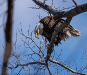 2019 03 31 Redwing 030